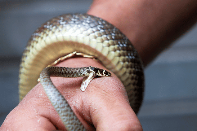 Sonhar com cobra picando: aprenda a enfrentar seus medos
